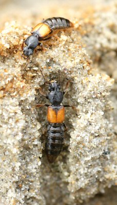 Bledius spectabilis