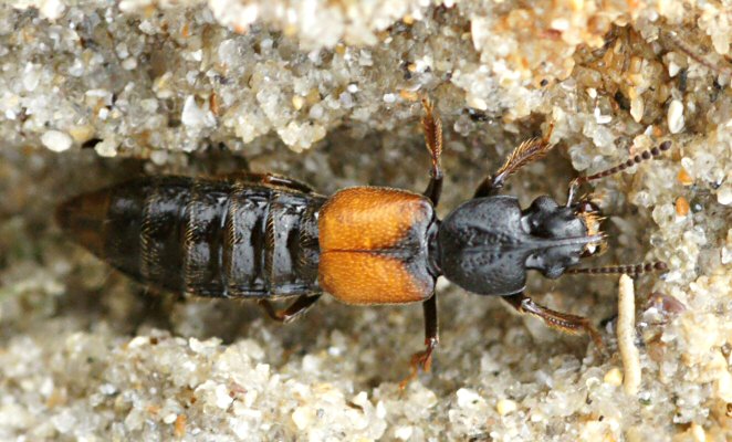 Bledius spectabilis