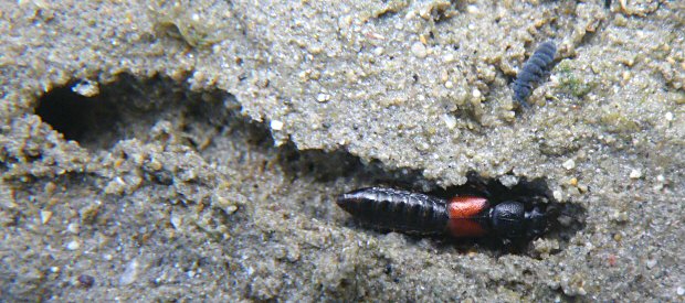 Bledius spectabilis