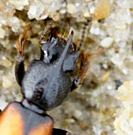 Bledius spectabilis