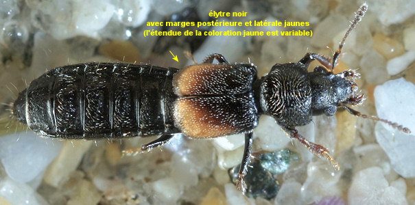 Bledius subniger