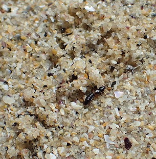 Bledius subniger