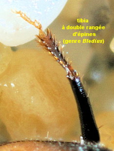 Bledius subniger