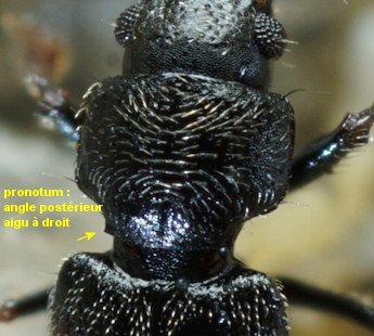 Bledius subniger