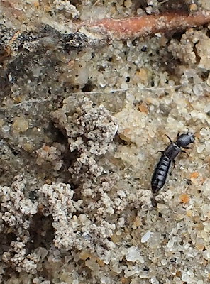 Bledius unicornis
