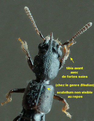 Bledius unicornis