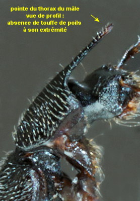 Bledius unicornis