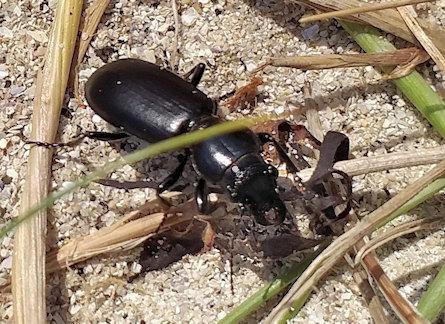 Broscus cephalotes