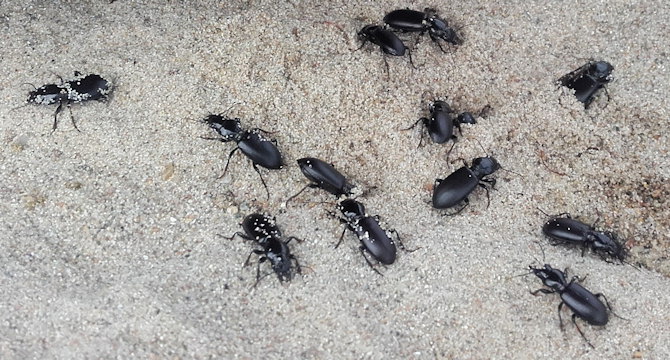 Broscus cephalotes