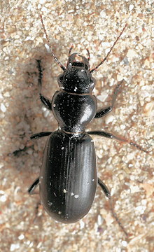 Broscus cephalotes