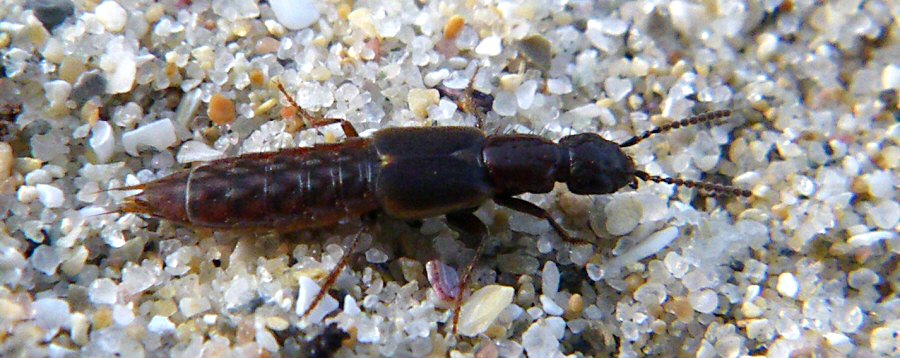 Cafius xantholoma