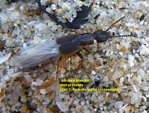 Cafius xantholoma