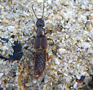 Cafius xantholoma