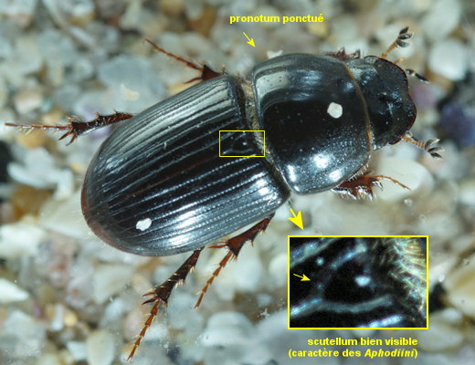 Calamosternus granarius