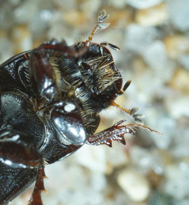 Calamosternus granarius