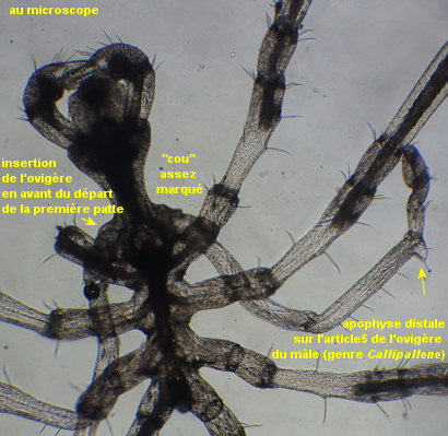 Callipallene spectrum