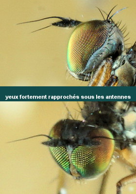 Campsicnemus armatus
