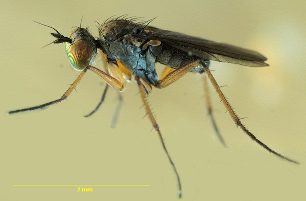 Campsicnemus armatus