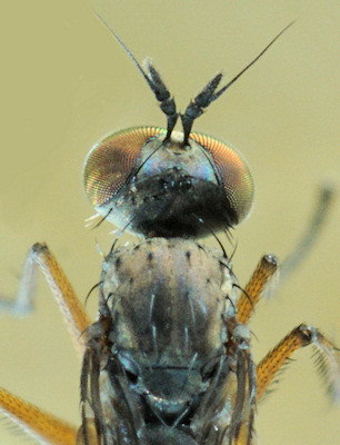 Campsicnemus armatus