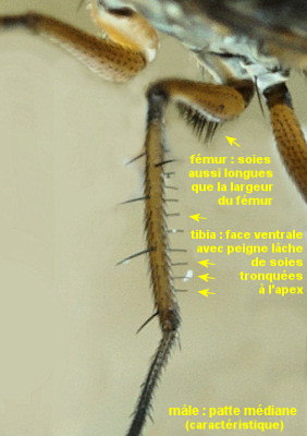 Campsicnemus armatus