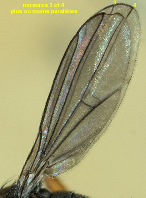 Campsicnemus armatus
