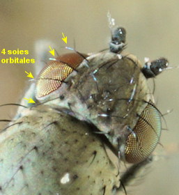 Canace nasica