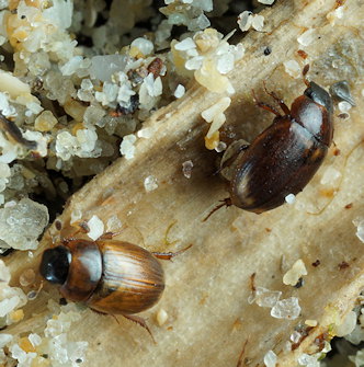 Cercyon littoralis