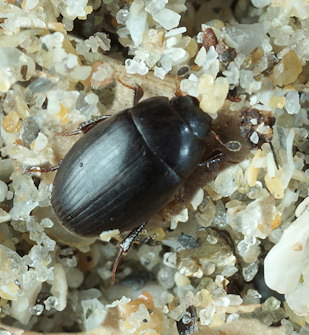 Cercyon littoralis