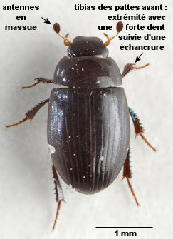 Cercyon littoralis