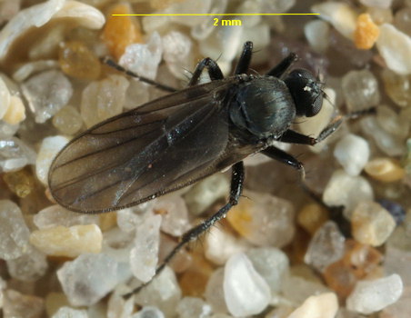 Chersodromia alata