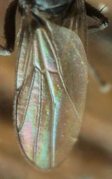 Chersodromia alata
