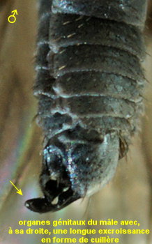 Chersodromia alata