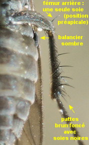 Chersodromia alata
