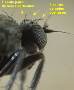 Chersodromia alata