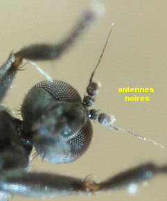 Chersodromia alata