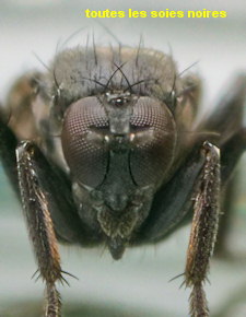 Chersodromia alata