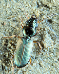 Cillenus lateralis