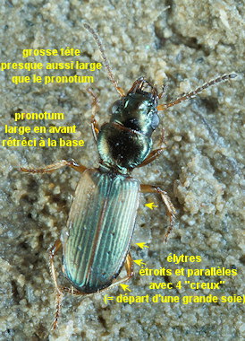 Cillenus lateralis