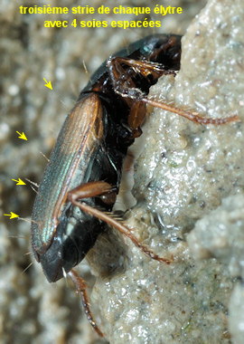 Cillenus lateralis