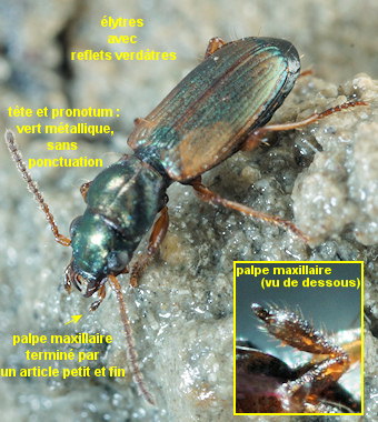 Cillenus lateralis
