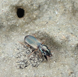 Cillenus lateralis