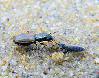 Cillenus lateralis