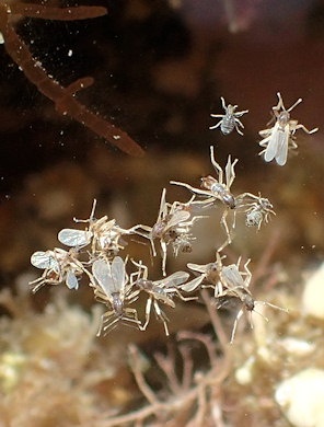 Clunio marinus