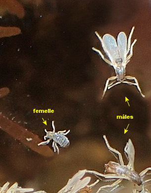 Clunio marinus