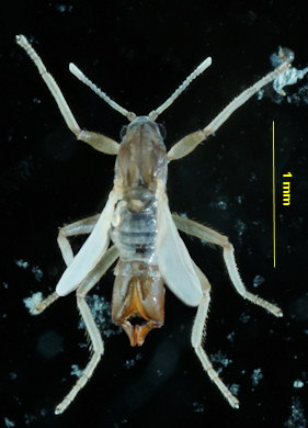 Clunio marinus
