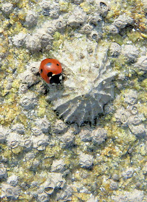 Coccinella septempunctata