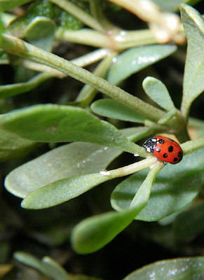 Coccinella septempunctata