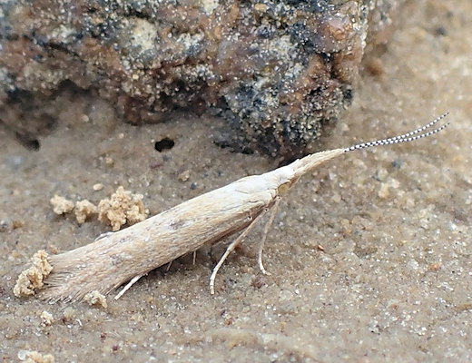 Coleophora salicorniae