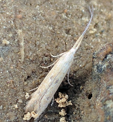 Coleophora salicorniae