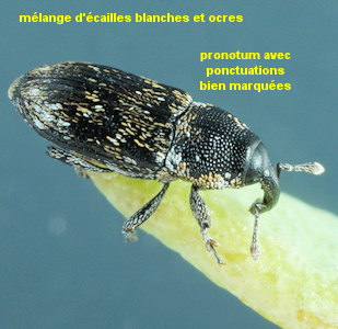 Cosmobaris scolopacea